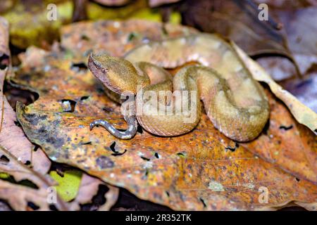 Pitvipère (Porthidium nasutum) de Laguna Lagarto, Costa Rica. (Photo stockée). Banque D'Images