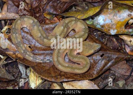 Pitvipère (Porthidium nasutum) de Laguna Lagarto, Costa Rica. (Photo stockée). Banque D'Images