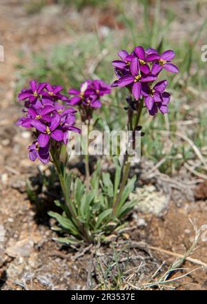 Apparemment, une variété pourpre de Wallflower de l'Ouest (Erysimum capitatum), trouvée au niveau de 11 500 pieds sur l'épaule du Mt. Evans. Banque D'Images