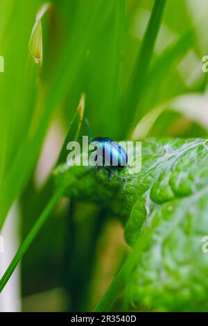 Oreina cacaliae sur une feuille verte au printemps. C'est une espèce de coléoptères à large épaulement appartenant à la famille des Chrysomelidae, sous-famille des Chryso Banque D'Images