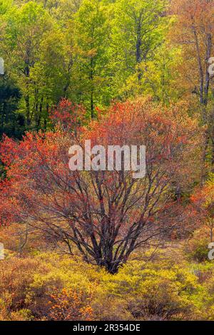 Un marais boisé au printemps dans les montagnes Pocono de Pennsylvanie Banque D'Images