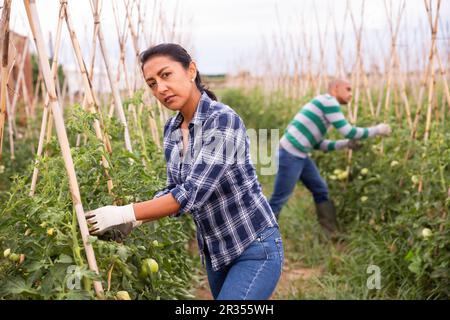 Femme jardinière fixant des plants de tomates sur des treillis de soutien Banque D'Images