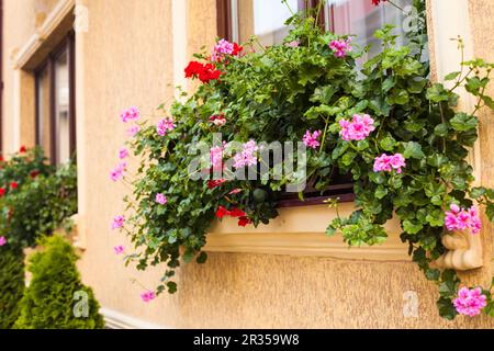 Pots avec pelargonium Banque D'Images