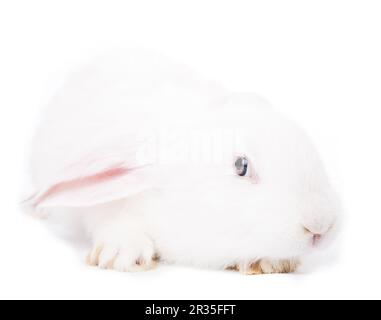Mignon lapin blanc Banque D'Images