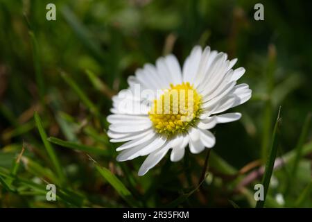 Bellis perennis - la Marguerite commune Banque D'Images