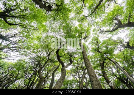 bosque de hayas australes, -Lenga-, Nothofagus pumilio, El Chalten, parque nacional Los Glaciares, republica Argentina, Patagonie, cono sur, Amérique du Sud. Banque D'Images