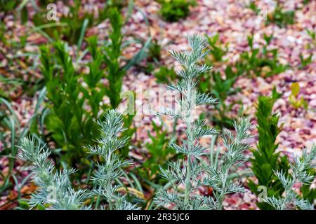 Bois de millepertuis Artemisia absinthium. Une branche de bois de millepertuis décoratif sur la place du théâtre dans la ville de Nitra en Slovaquie. Banque D'Images