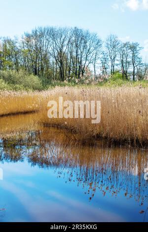 Plaine d'inondation aux pays-Bas Banque D'Images