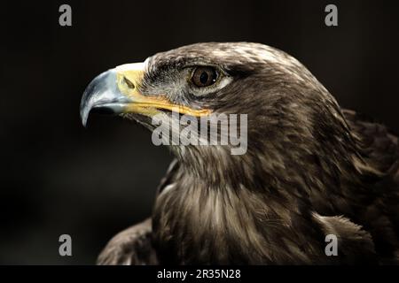 Eagle Banque D'Images