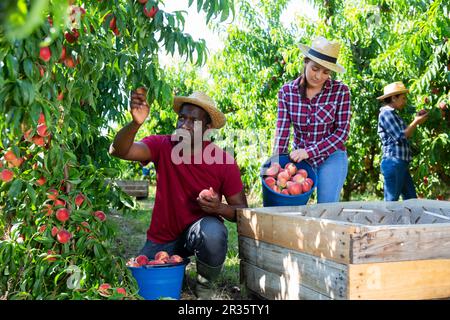 Les ouvriers agricoles récoltant la récolte de pêches dans le jardin fruitier Banque D'Images