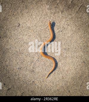 Adder (Vipera Berus) se prélassant au soleil sur une route sablonneuse. Serpent dangereux. Banque D'Images