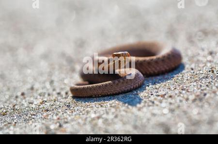 Adder (Vipera Berus) se prélassant au soleil sur une route sablonneuse. Serpent dangereux. Banque D'Images