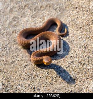 Adder (Vipera Berus) se prélassant au soleil sur une route sablonneuse. Serpent dangereux. Banque D'Images