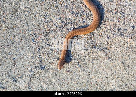 Adder (Vipera Berus) se prélassant au soleil sur une route sablonneuse. Serpent dangereux. Banque D'Images