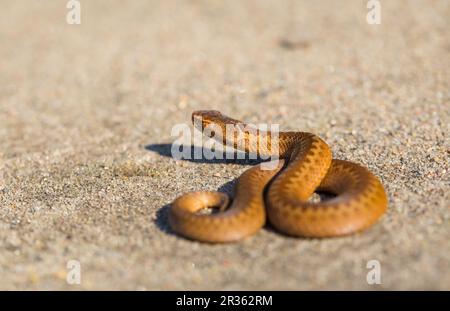 Adder (Vipera Berus) se prélassant au soleil sur une route sablonneuse. Serpent dangereux. Banque D'Images