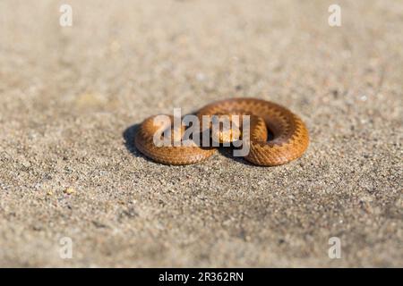 Adder (Vipera Berus) se prélassant au soleil sur une route sablonneuse. Serpent dangereux. Banque D'Images