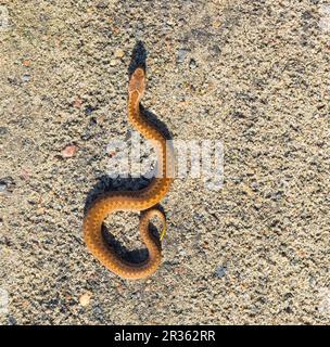 Adder (Vipera Berus) se prélassant au soleil sur une route sablonneuse. Serpent dangereux. Banque D'Images