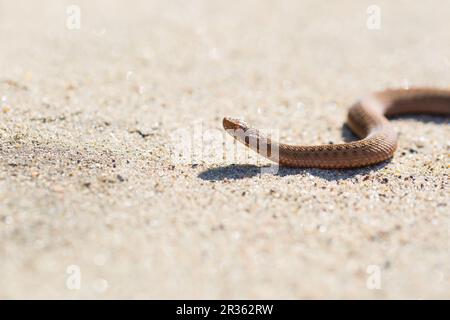 Adder (Vipera Berus) se prélassant au soleil sur une route sablonneuse. Serpent dangereux. Banque D'Images