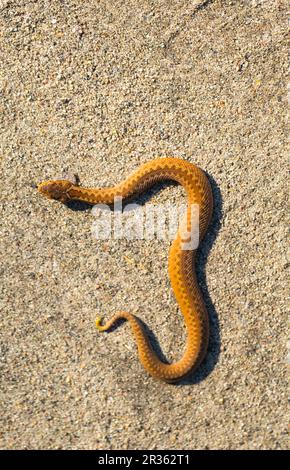 Adder (Vipera Berus) se prélassant au soleil sur une route sablonneuse. Serpent dangereux. Banque D'Images