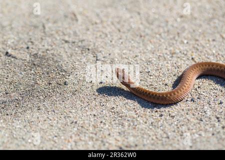 Adder (Vipera Berus) se prélassant au soleil sur une route sablonneuse. Serpent dangereux. Banque D'Images