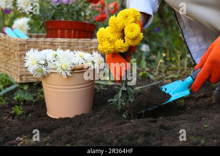 Femme transplantant des fleurs jaunes dans le sol frais dans le jardin, en gros plan Banque D'Images