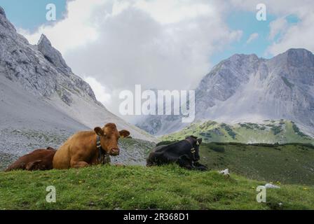 Vaches dans le Tyrol, Autriche, Pfeishuette, Karwendel montagnes, Tyrol Banque D'Images