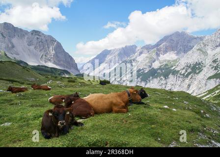 Vaches qui bissent au-dessus de Pfeishuette, massif du Karwendel, Tyrol, Autriche Banque D'Images