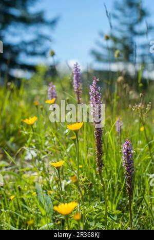 Orchidées, Kranzberg, Mittenwald, Karwendel Mountains, Bavière, Allemagne Banque D'Images