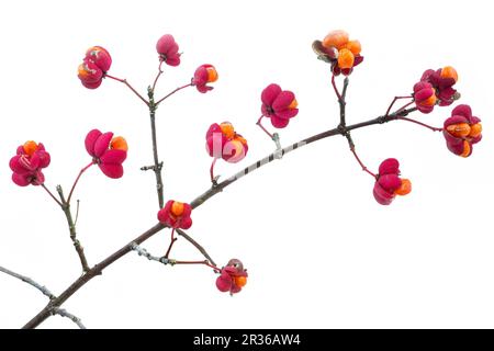 Chapeau de Parson (Euonymus europaeus), facultatif Banque D'Images