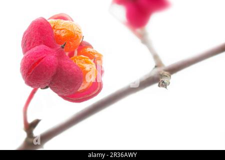 Chapeau de Parson (Euonymus europaeus), facultatif Banque D'Images