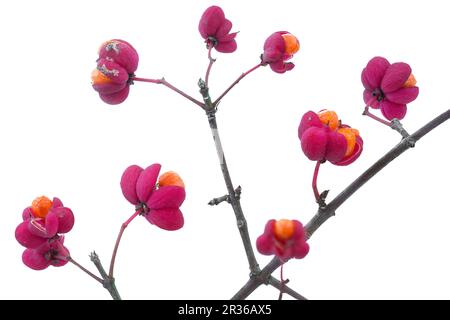 Chapeau de Parson (Euonymus europaeus), facultatif Banque D'Images