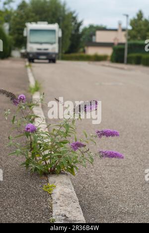 Buisson de papillon débordant à travers l'asphalte, Schwaebisch Hall, Allemagne Banque D'Images