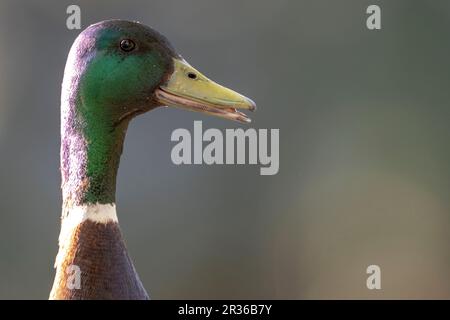 Ottawa, Canada. 22 mai 2023. Portrait de canard colvert mâle par la rivière Rideau. Copyright Sean Burges 2023 / Mundo Sport Images Banque D'Images