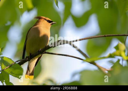 Ottawa, Canada. 22 mai 2023. Cedar Waxwing près de la rivière Rideau. Copyright Sean Burges 2023 / Mundo Sport Images Banque D'Images