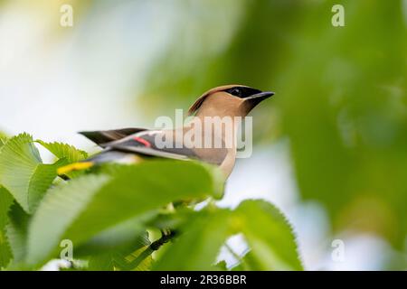 Ottawa, Canada. 22 mai 2023. Cedar Waxwing près de la rivière Rideau. Copyright Sean Burges 2023 / Mundo Sport Images Banque D'Images