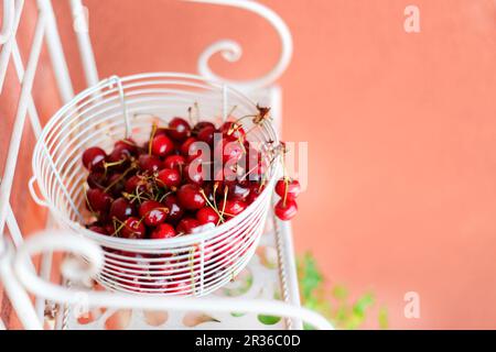 Cerises fraîchement cueillies dans un panier en fil blanc sur une chaise en métal Banque D'Images