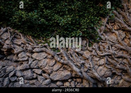 Le coma de n'Arbona, Casas de Nieve o cas de Neu, término municipal de Fornalutx, paraje natural de la Sierra de Tramuntana, à Majorque, îles Baléares, Espagne. Banque D'Images