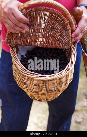 Un homme tenant un panier de mûres fraîchement cueillies Banque D'Images