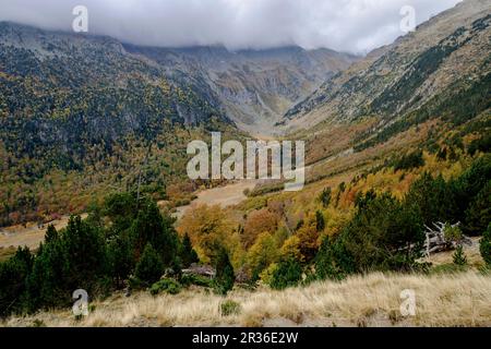 Forêt décidue mixte, Molières valley, Aran , du massif pyrénéen, Lleida, Catalogne, Espagne, Europe. Banque D'Images