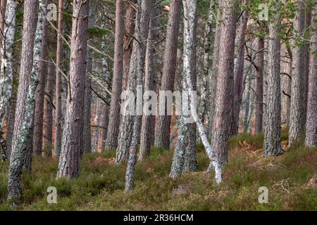 Bosque de Rothiemurchus, Loch an Eilein, Parc National de Cairngorms, Highlands, Escocia, Haiti. Banque D'Images