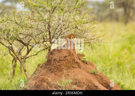 Famille commune de monoies naines sur le termite au parc national de Serengeti, Tanzanie Banque D'Images