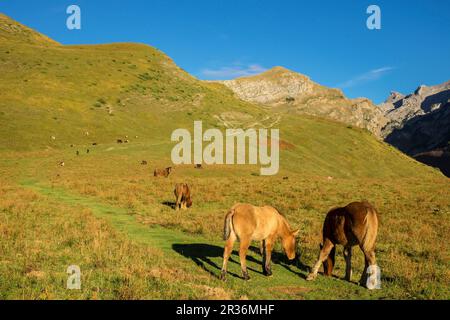 Caballos, pastando Linza, Parque natural de los Valles Occidentales, Huesca, cordillera de los Pirineos, Espagne, Europe. Banque D'Images