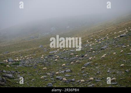 Rebaño de ovejas cerca de la cabaña de Anaye, alta ruta pirenaica, región de Aquitania, departamento de Pirineos Atlánticos, Francia. Banque D'Images