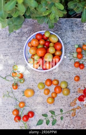 Tomates cerises italiennes Banque D'Images