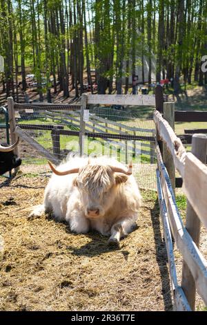 Magnifique yak blanc sur une ferme au Canada Banque D'Images