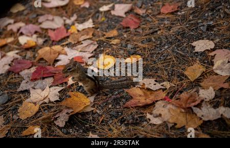 Écureuil assis sur des feuilles d'automne tombantes colorées Banque D'Images