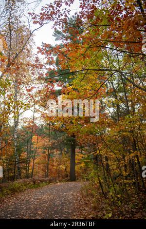 Magnifique automne feuillage coloré dans une forêt au Canada Banque D'Images