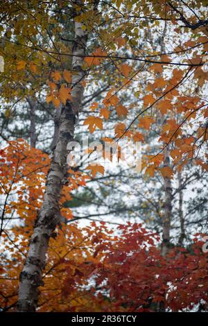 Magnifique automne feuillage coloré dans une forêt au Canada Banque D'Images