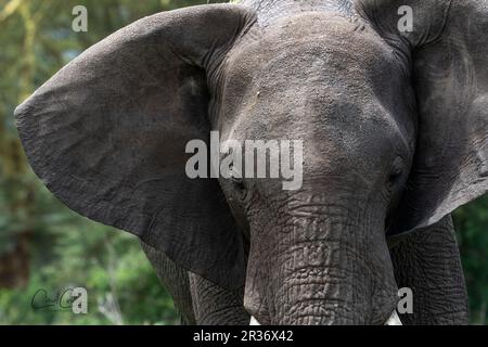 Gros plan de l'éléphant taureau (Loxodonta africana) dans la zone de conservation de Ngorongoro, Tanzanie, Afrique Banque D'Images