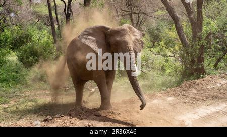 Éléphant d'Afrique (Loxodonta africana) prenant un bain de poussière dans le parc national du lac Manyara, Tanzanie, Afrique Banque D'Images